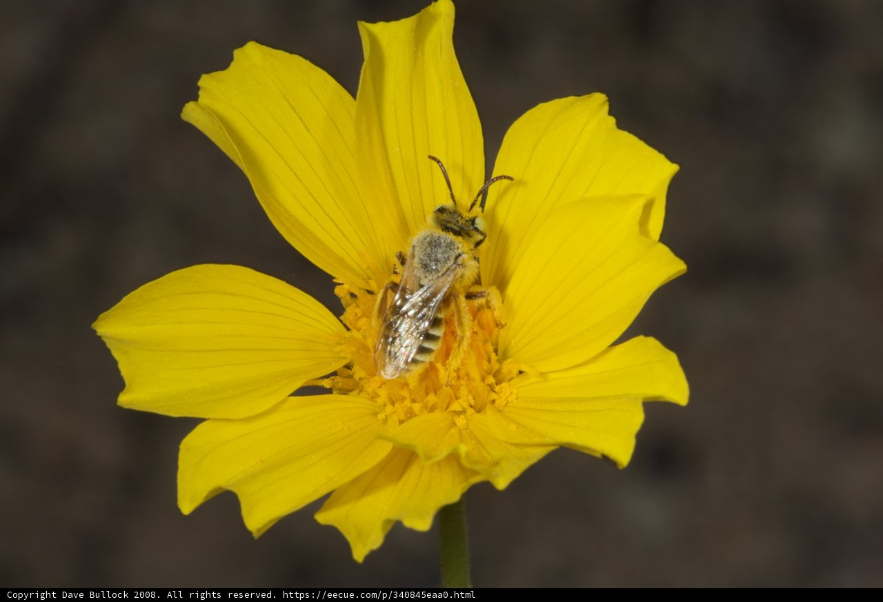 Busy Bee Collecting Pollen on Yellow Daisy
