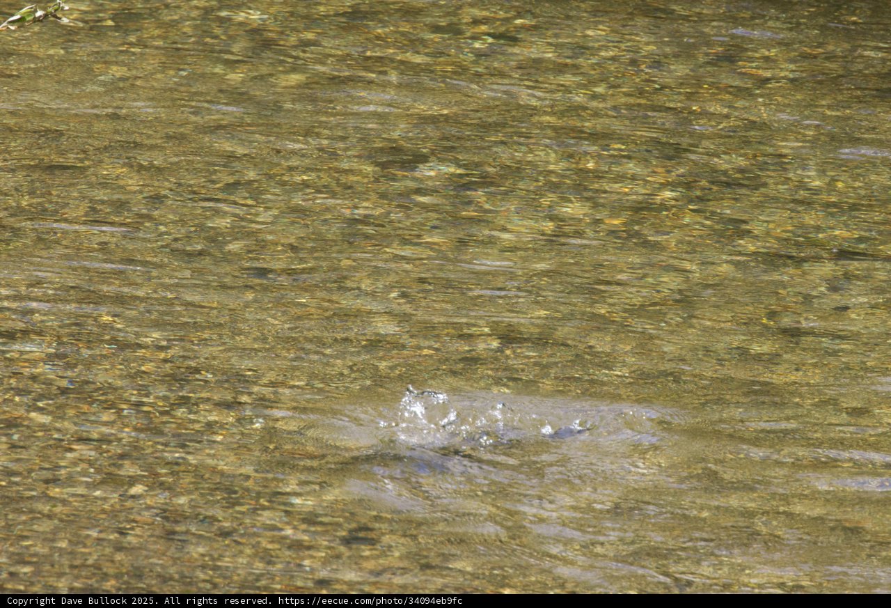 Ripples of Serenity