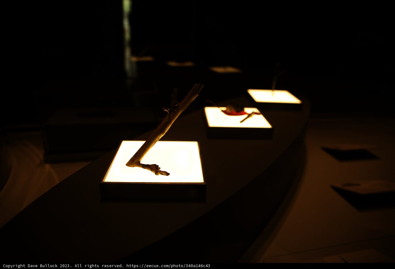 Enigmatic Exhibition at California Academy of Sciences