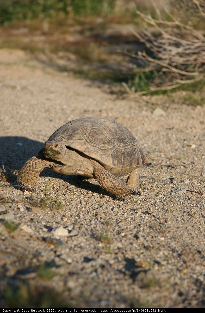 Slow and Steady Wins the Race