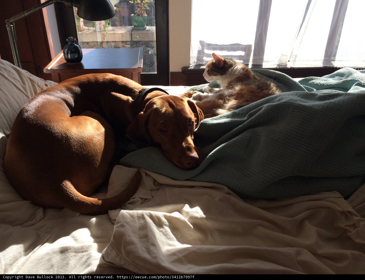 Furry Friends Snuggle Up on Cozy Bed