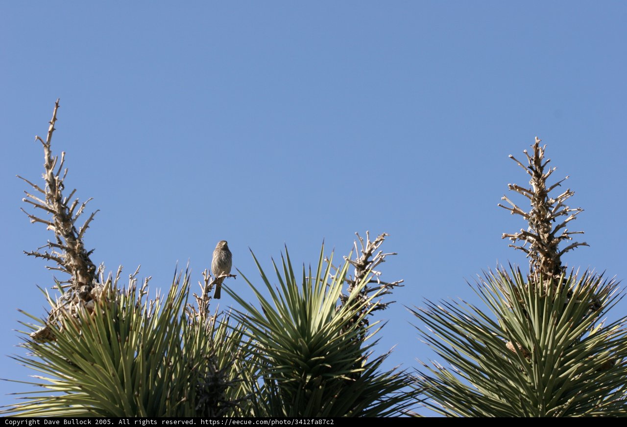 Serene Bird on Tree Branch with Blue Sky