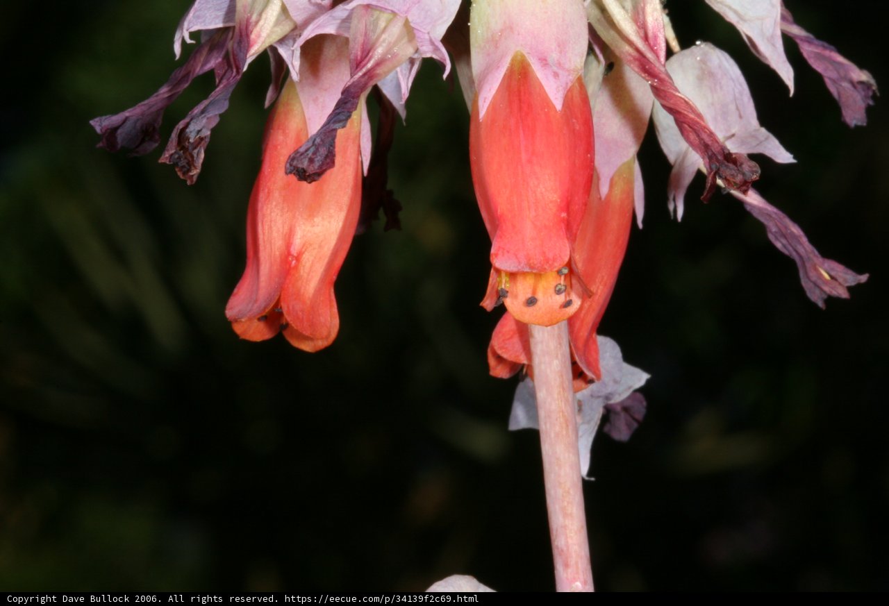 Vibrant Pink and Orange Flower