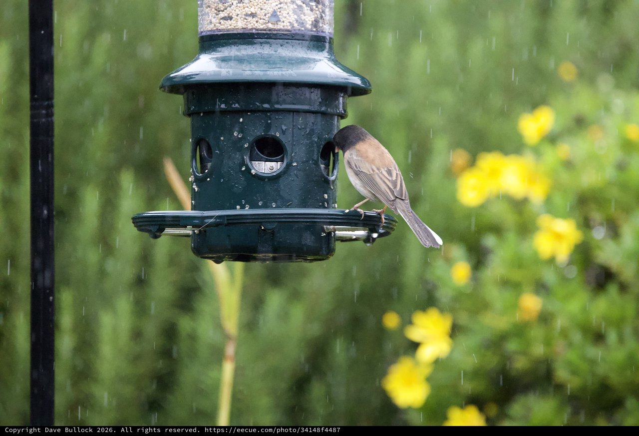 Bird Feeding in the Rain at Garden Feeder