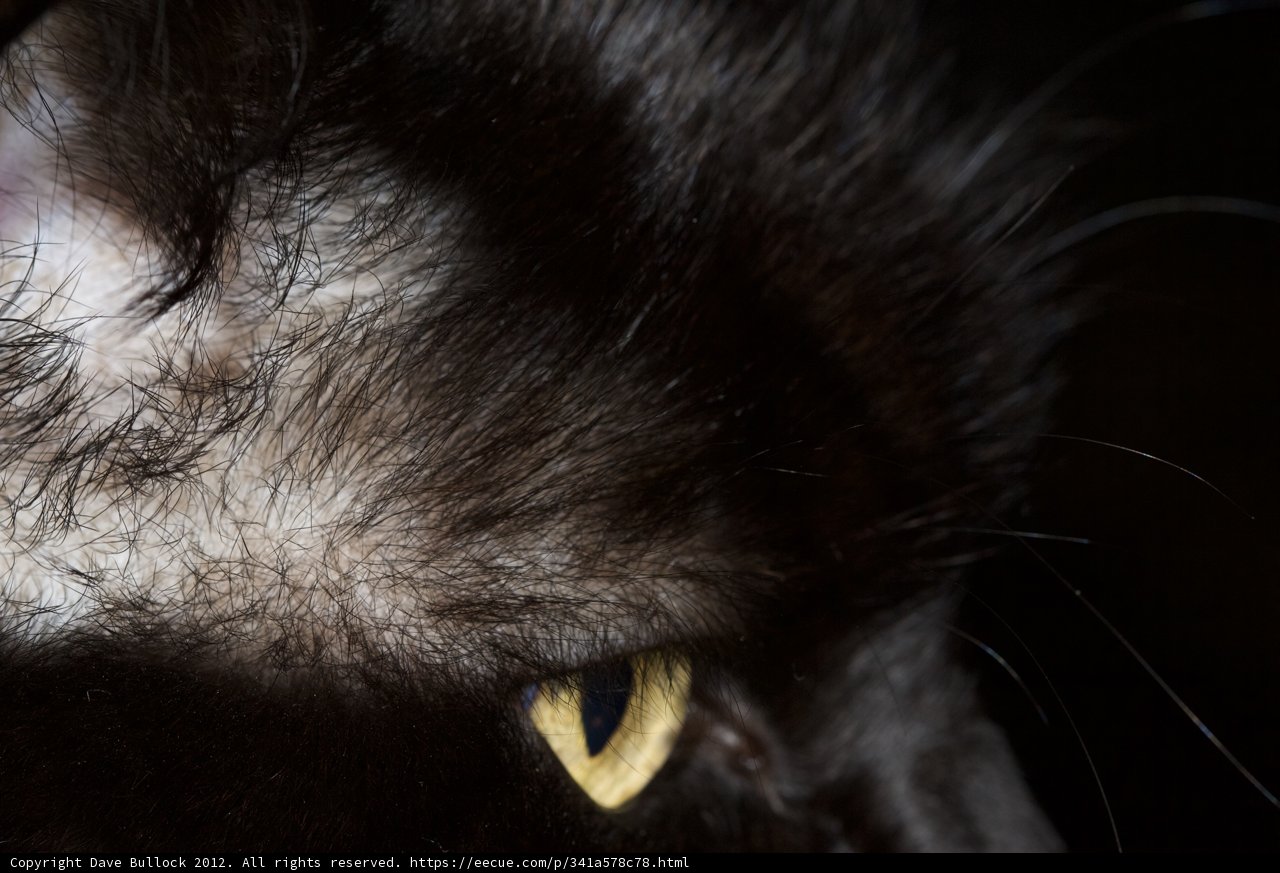 Into the Soul of a Black Cat