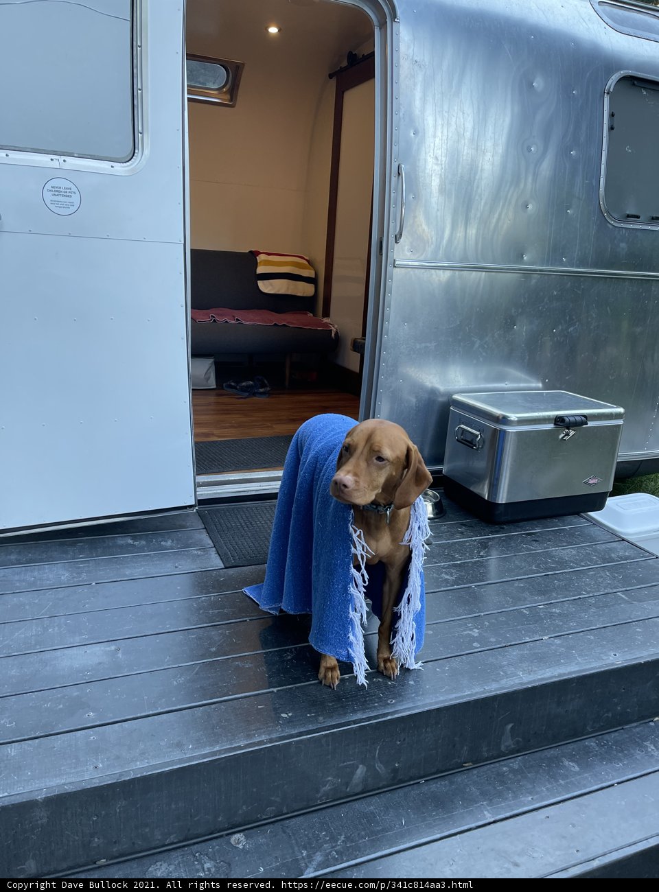 Cozy Canine on the Deck