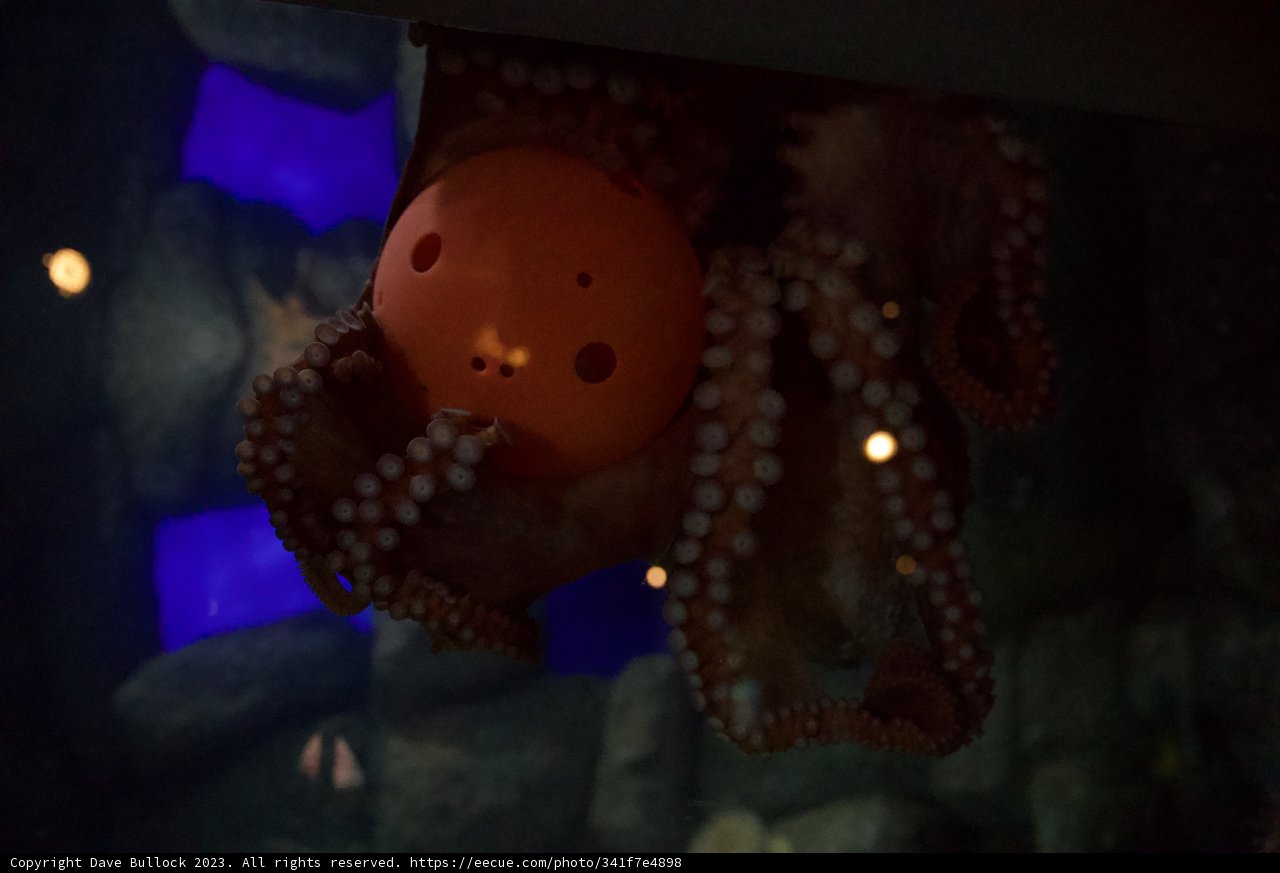 Octopus' Playtime at Monterey Bay Aquarium, 2023