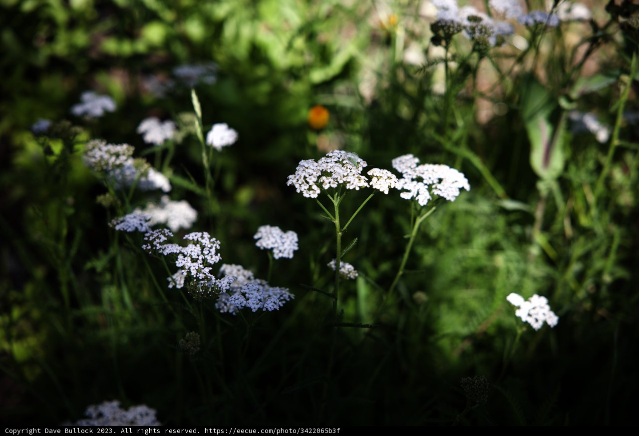 Radiant White Bloom