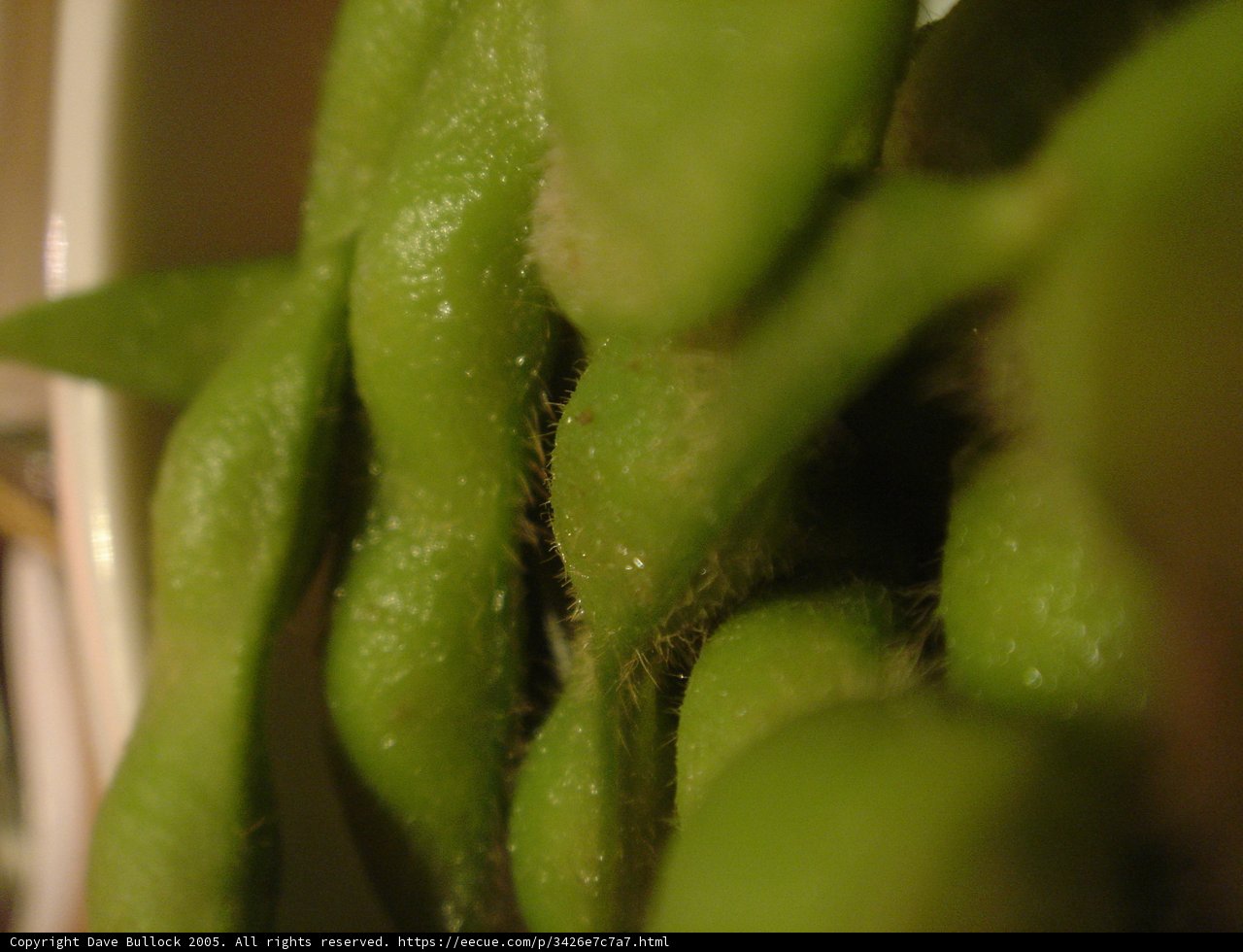 Green Beans Galore