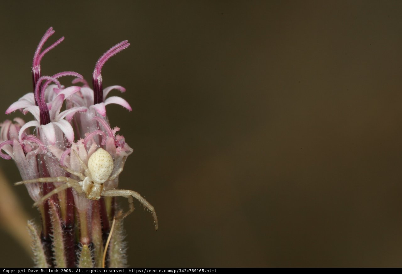 Garden Spider on Desert Flower