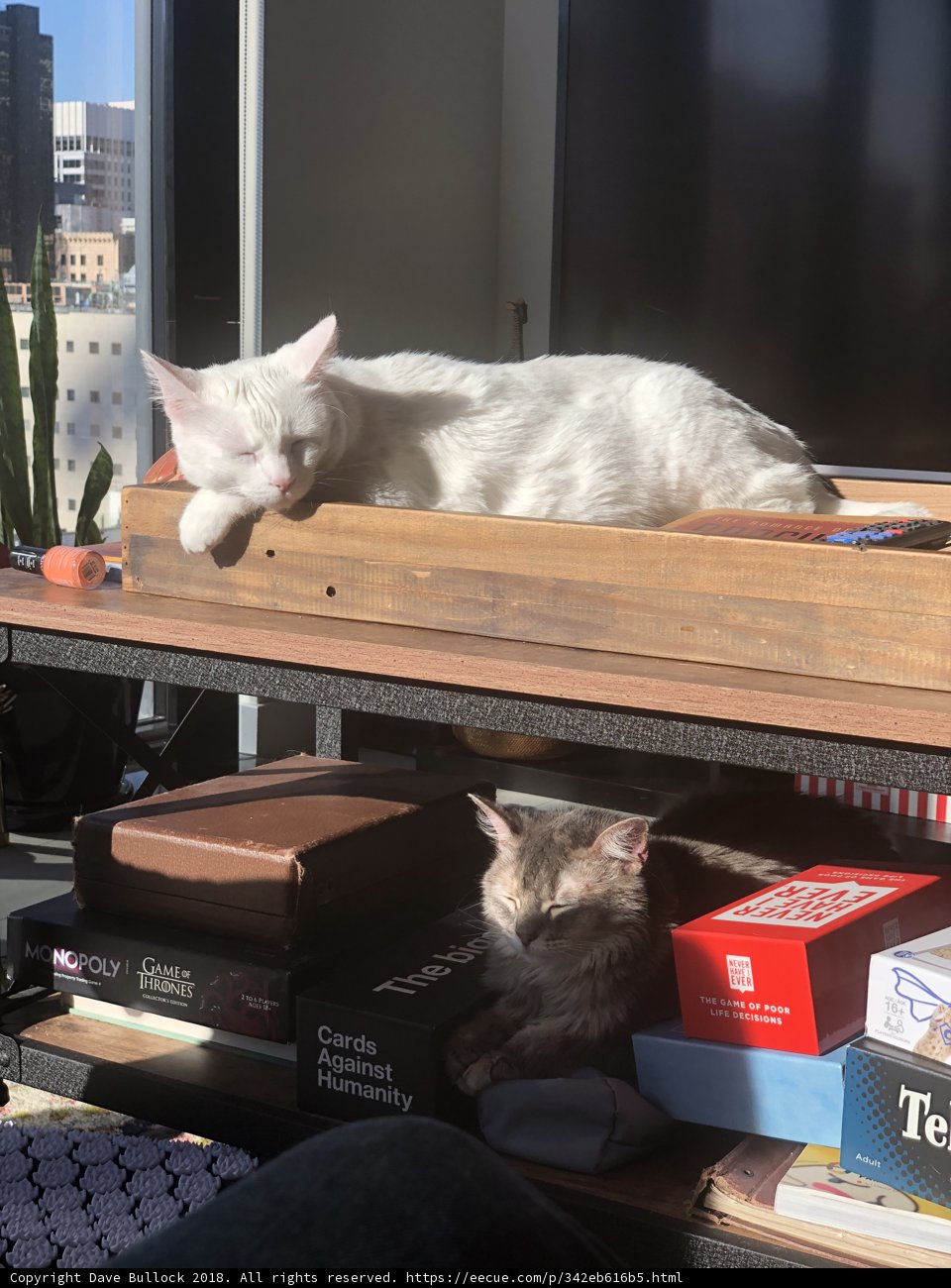 Feline Relaxation on a Wooden Shelf