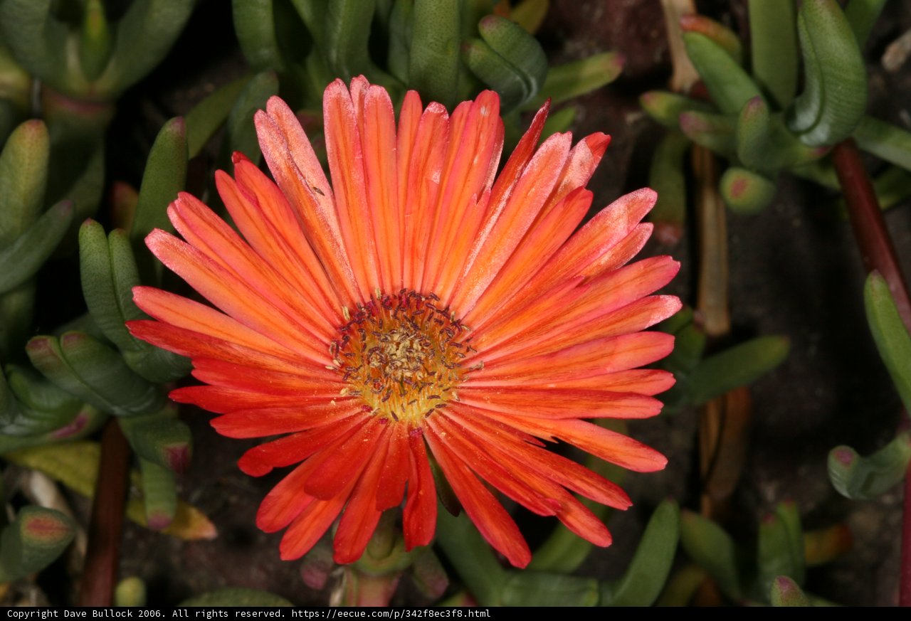 The Lone Daisy