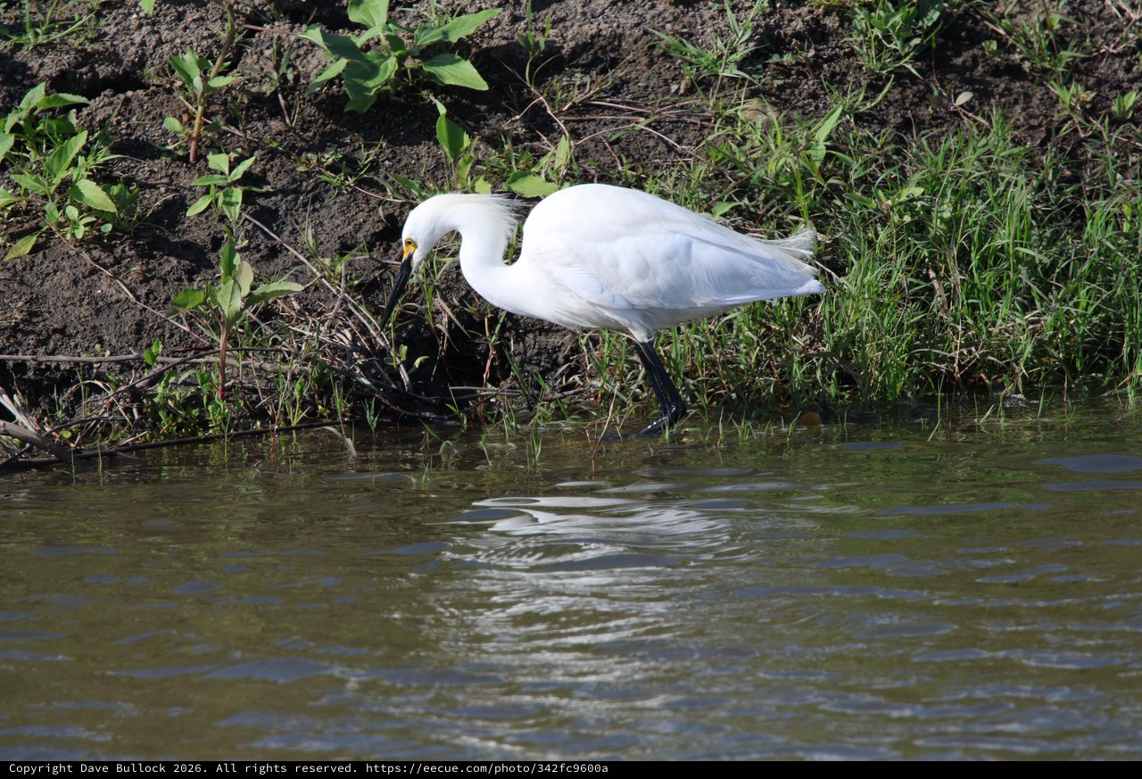 Great Egret Foraging Along Muddy Wetland Shore