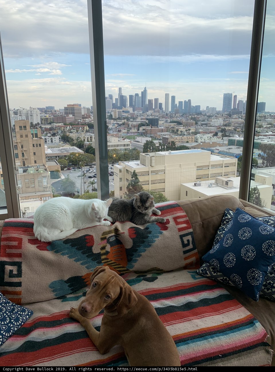 City Pups Relaxing