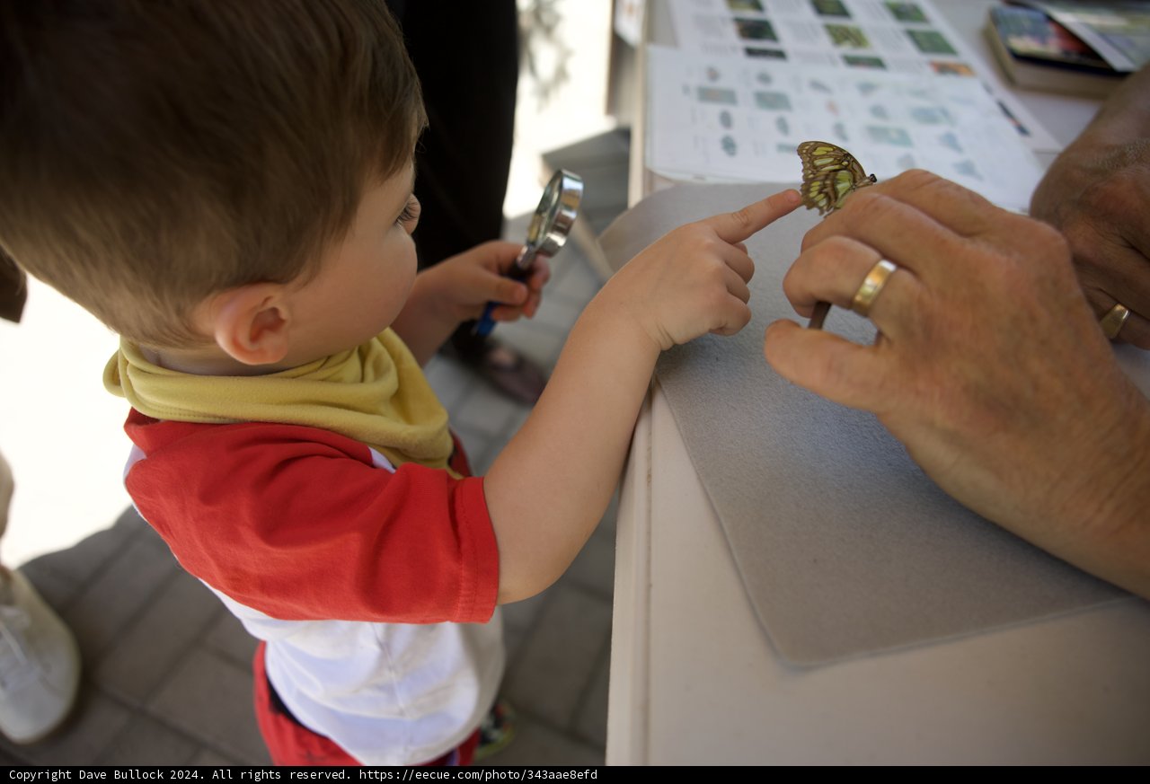 Wesley's Fascinating Butterfly Encounter
