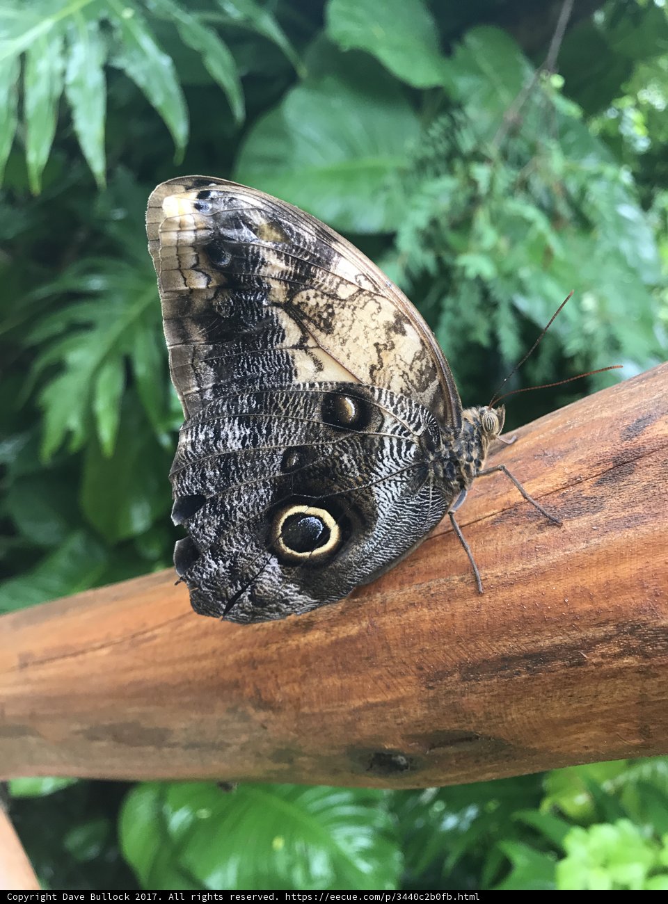 The Watchful Butterfly