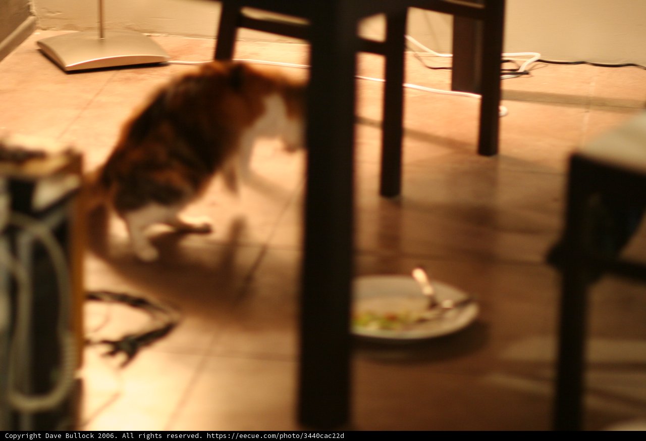 Feline Dining Room Watchdog