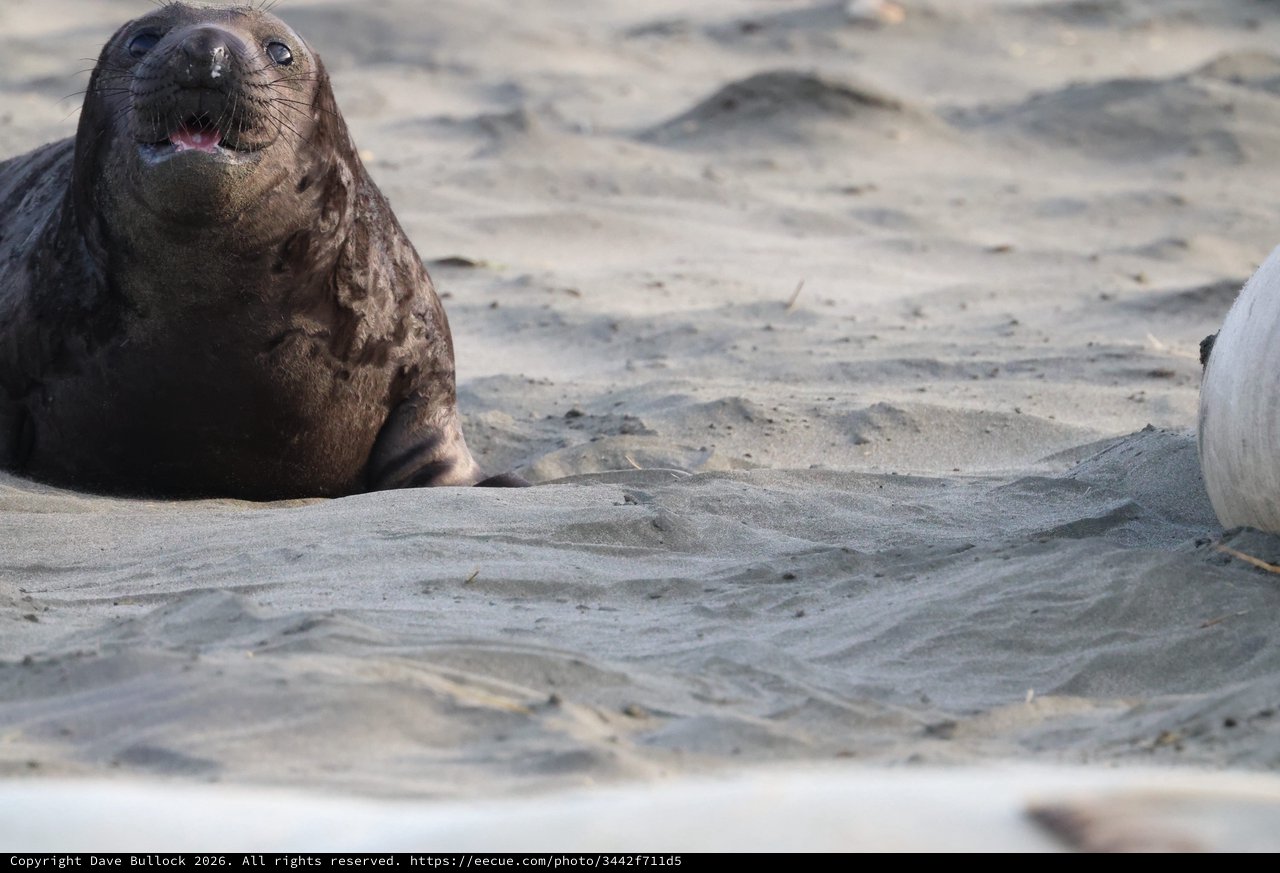 Young Elephant Seal Pup Vocalizing on Beach
