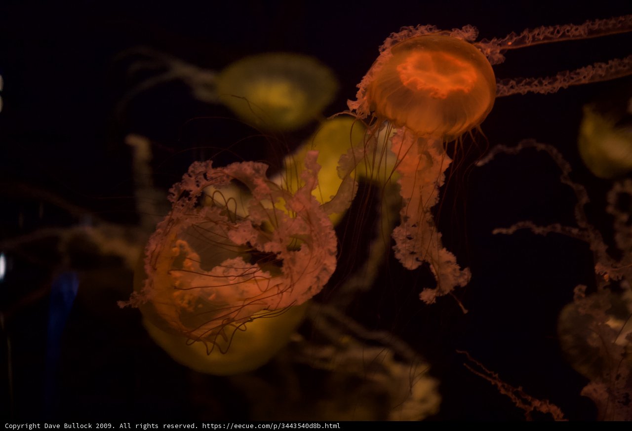 Illuminated Jellyfish in the Abyss