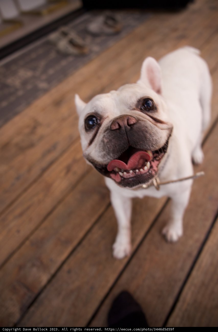 Playful Pooch in LA, 2023 - Bulldog Romance with Hardwood