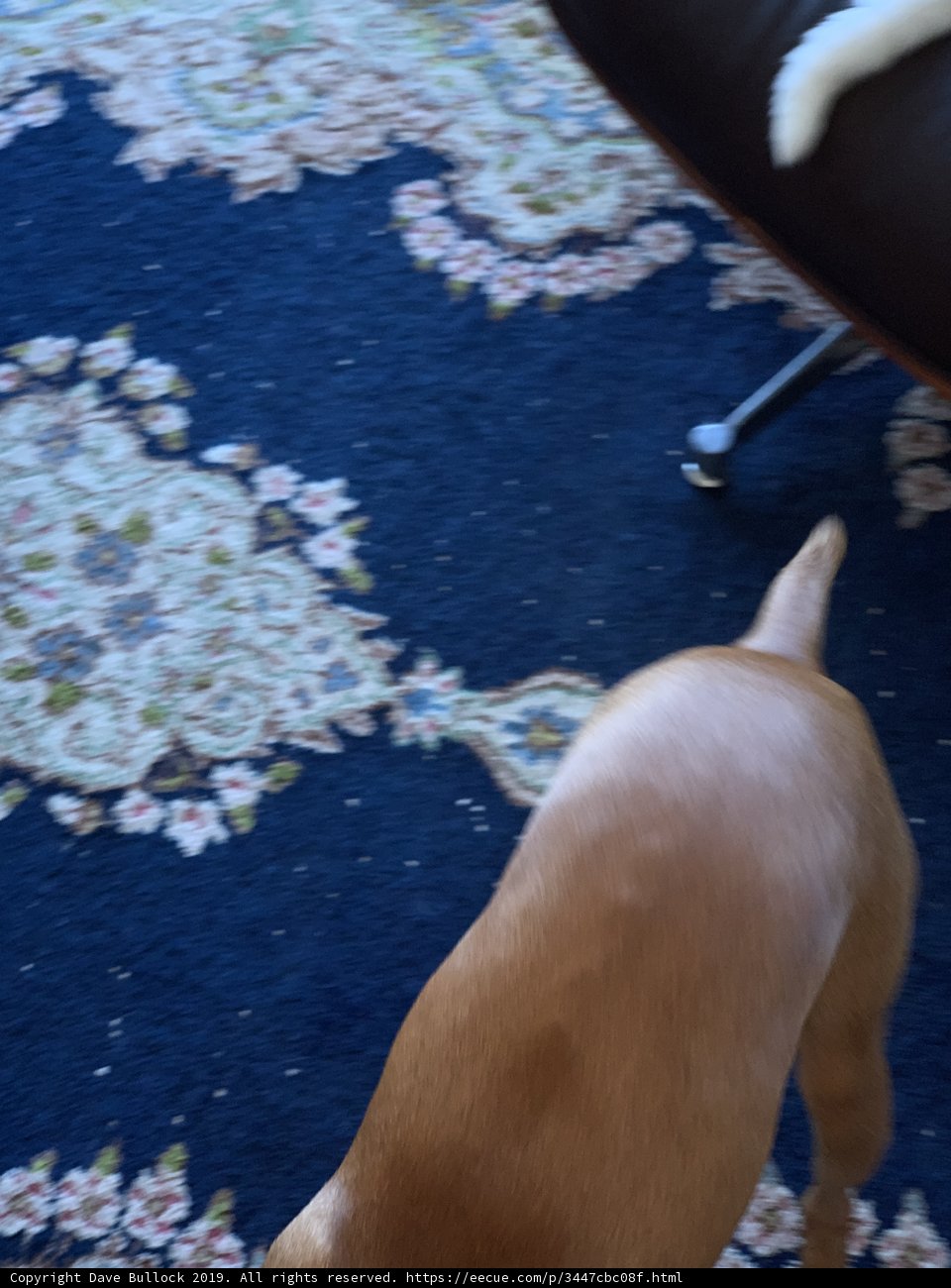 A Hound's Home Decor