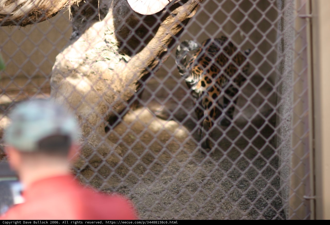 A Close Encounter at the Zoo