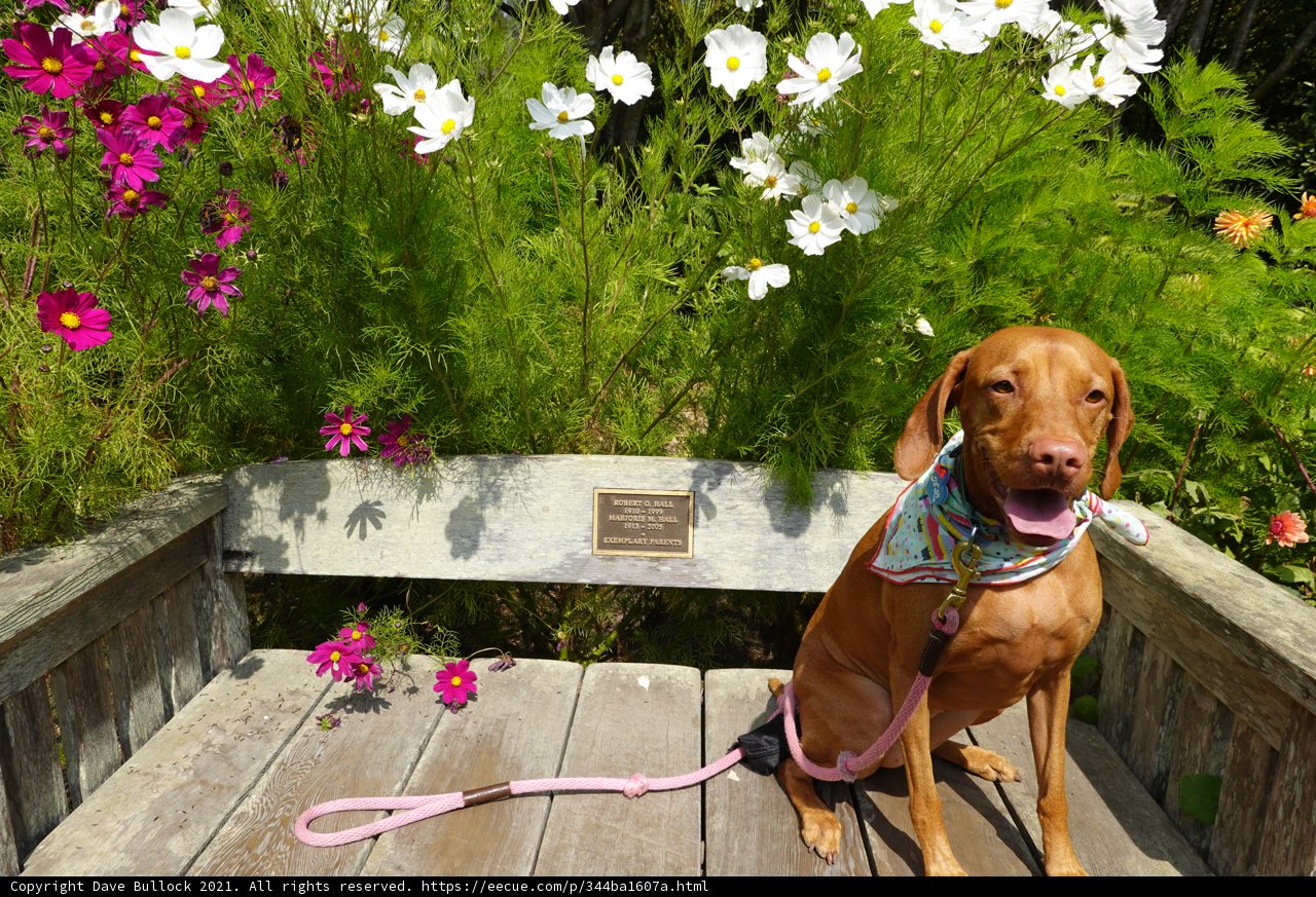 Relaxing with Daisy