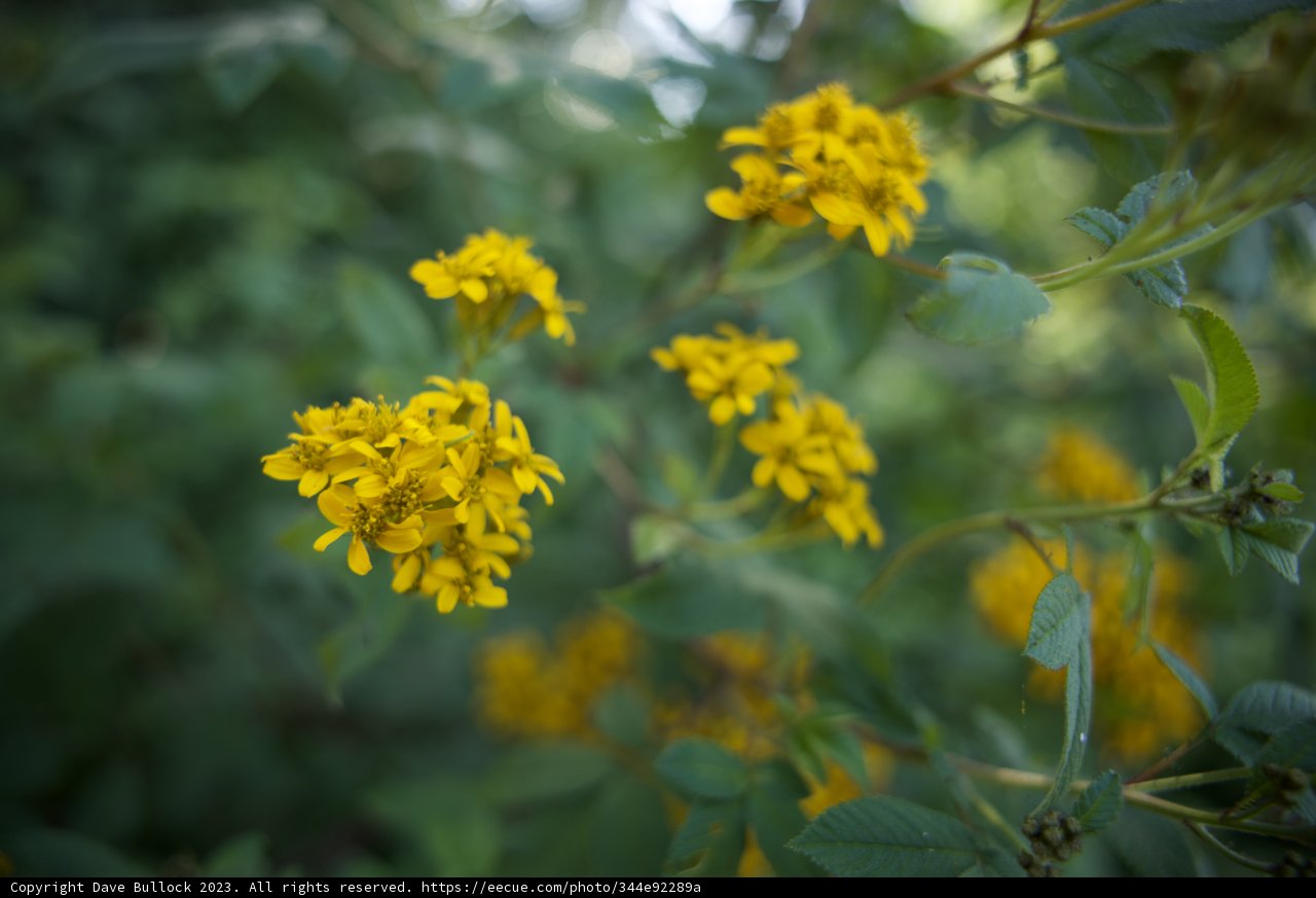 Radiant Blooms: A Glimpse into San Francisco Botanical Garden