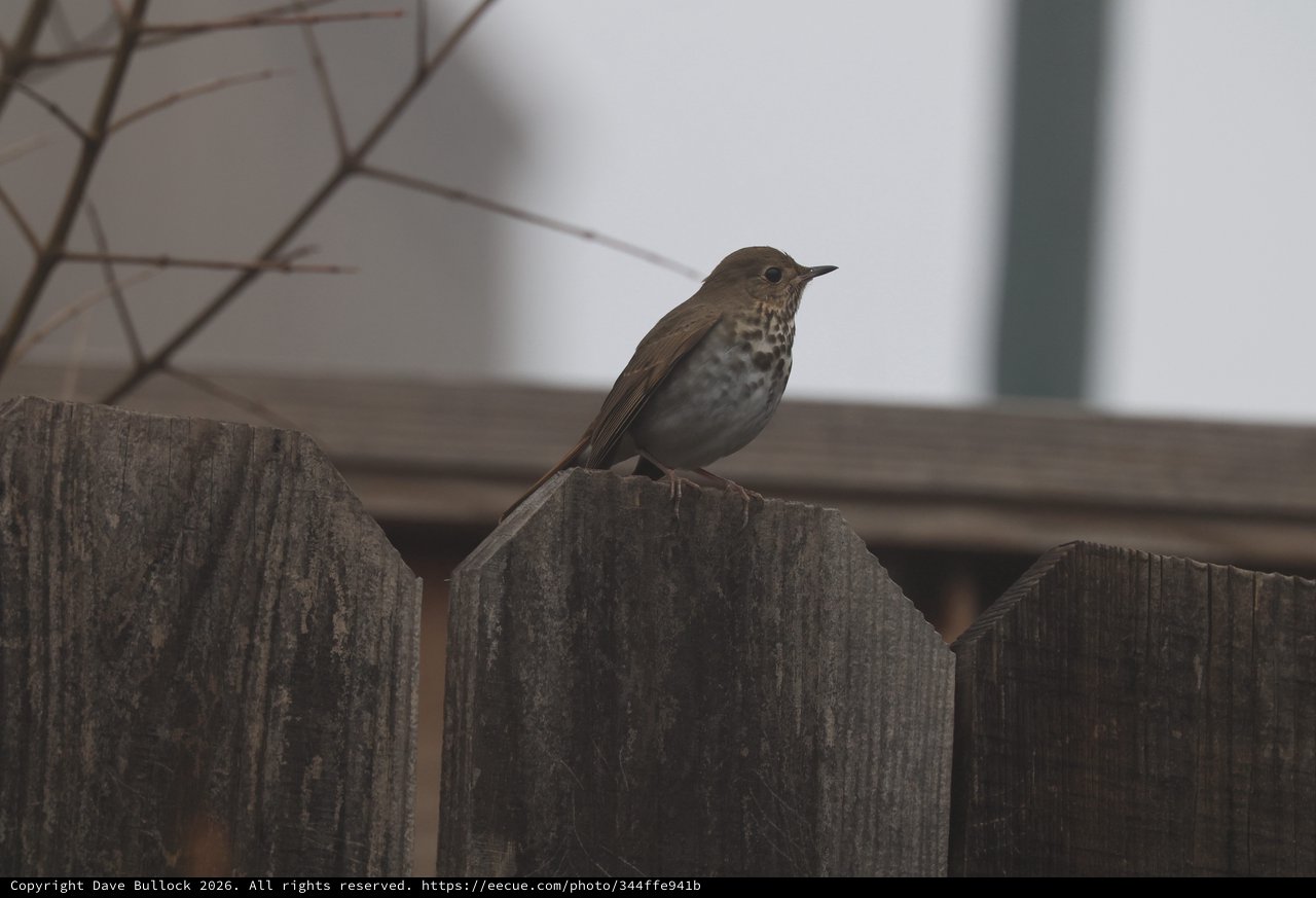 Hermit Thrush Perched on Weathered Wooden Fence