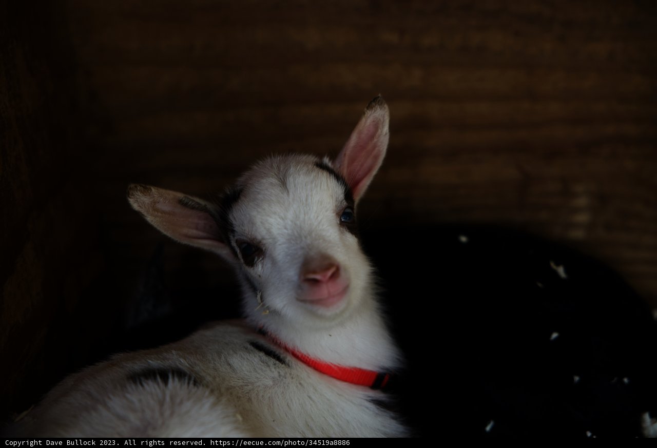 Adorable Baby Goat in Half Moon Bay