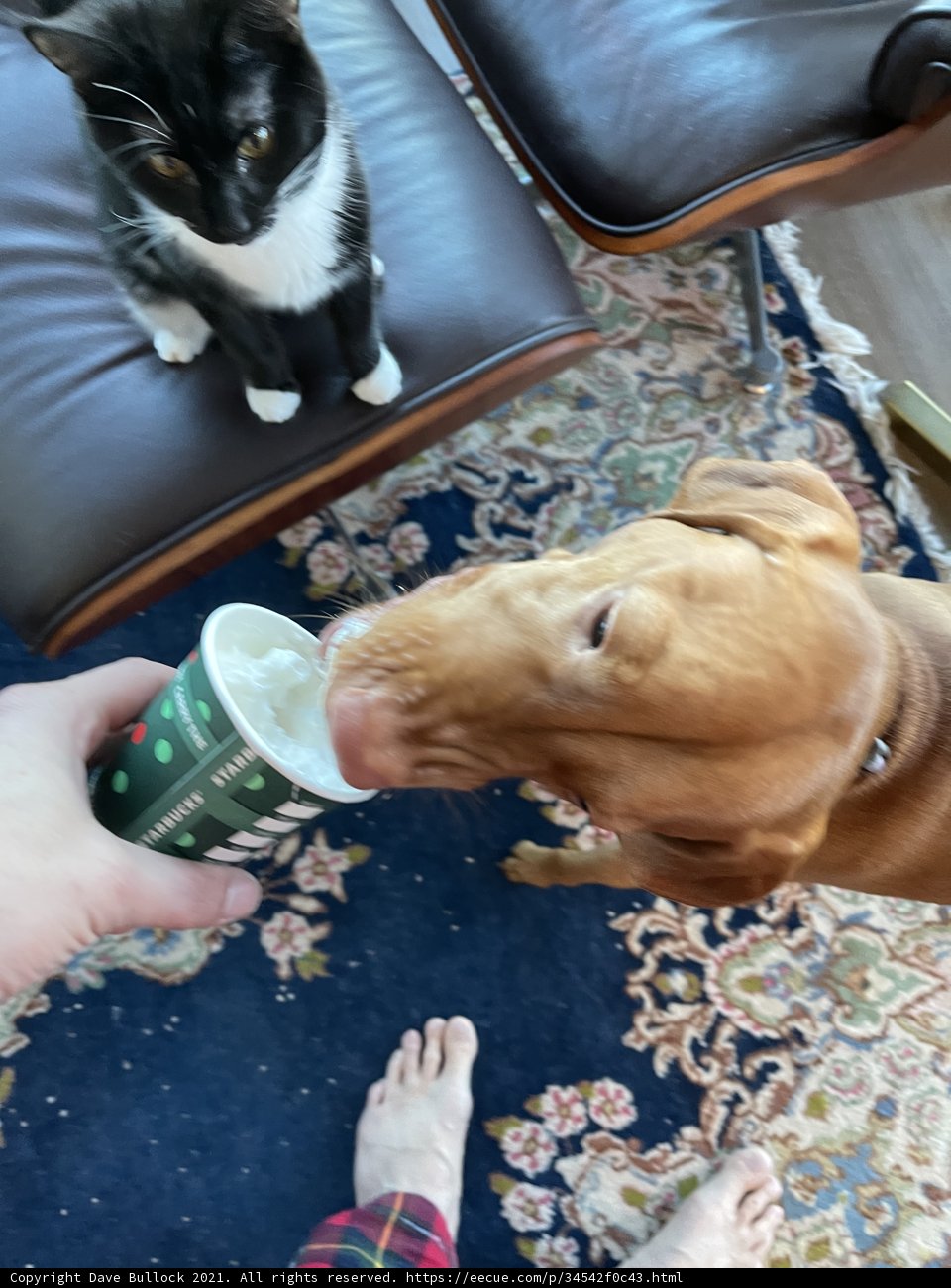 Furry Friends and Their Curious Cup