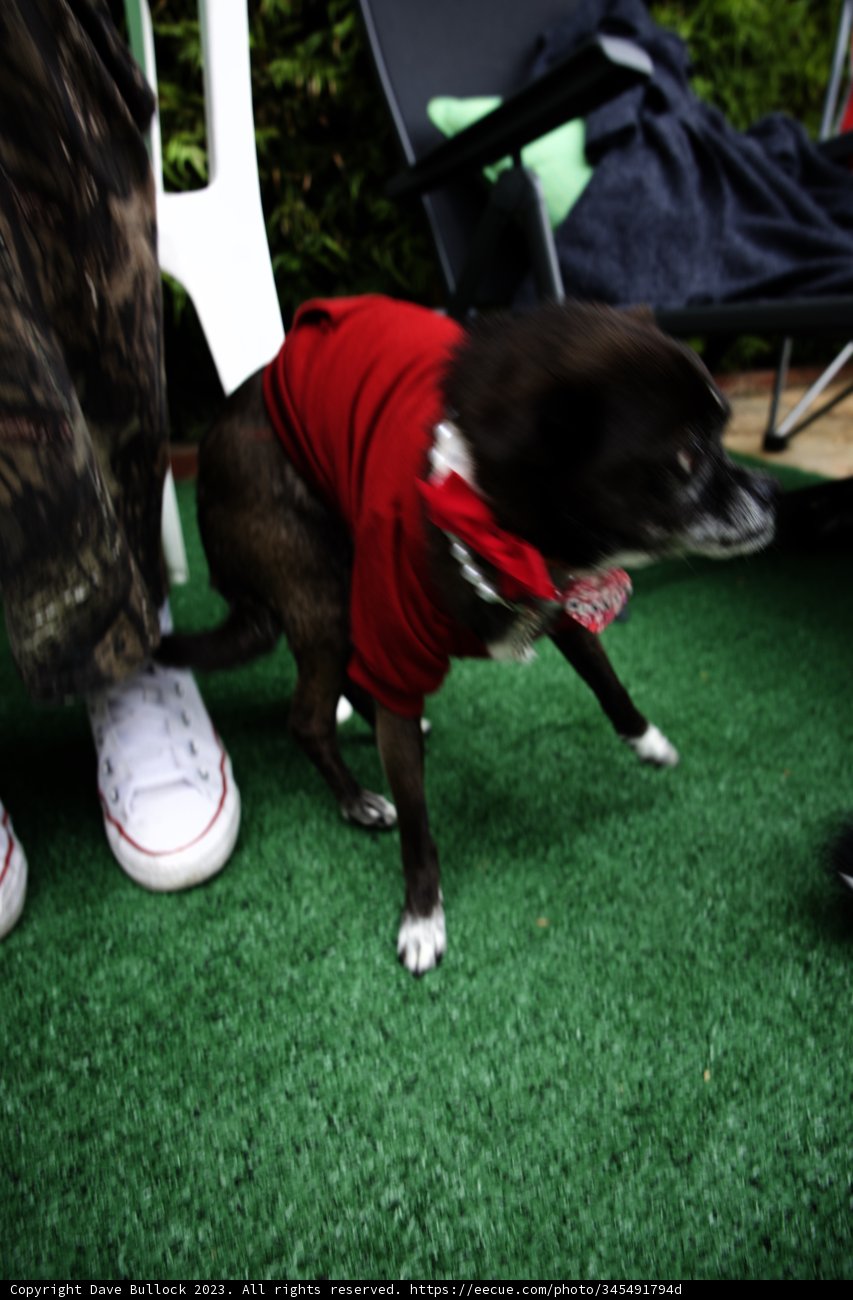 Stylish Pup at Cam's Grad Party