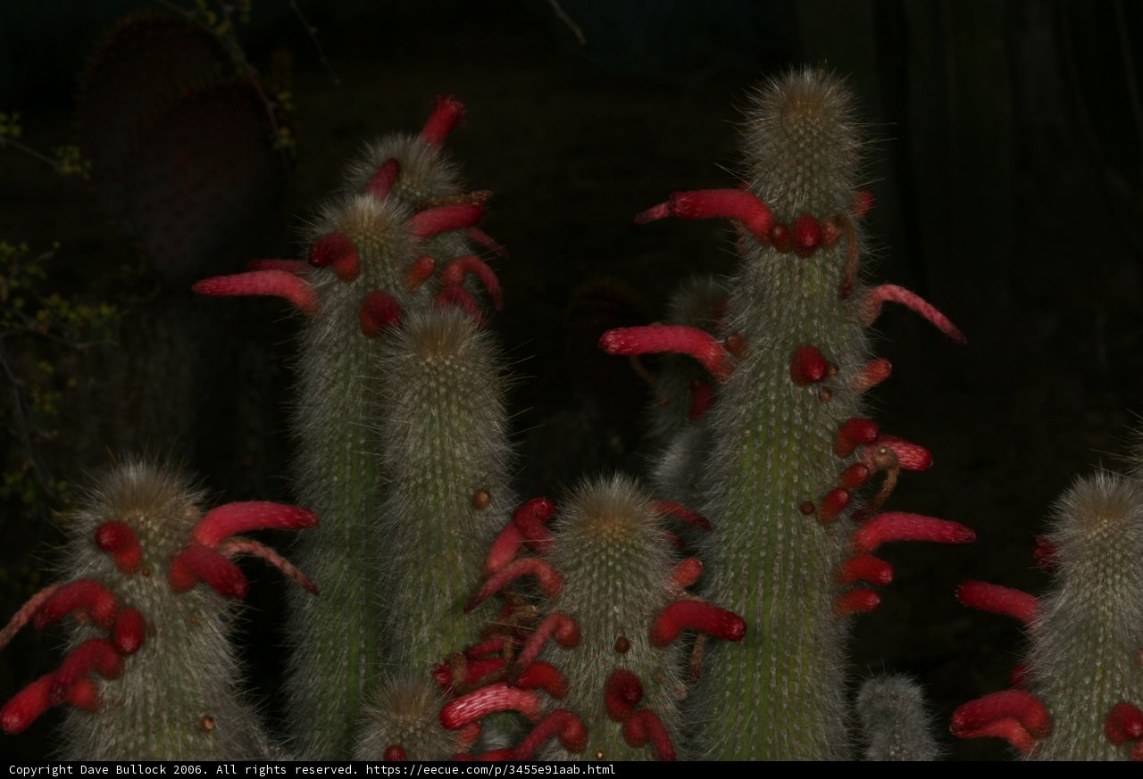 Vibrant Cactus Bloom