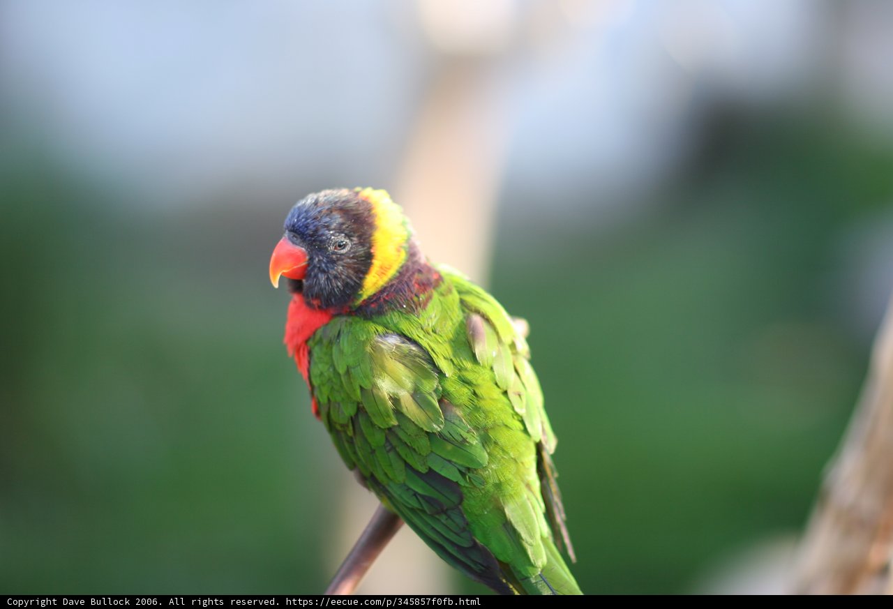 Perched Parakeet