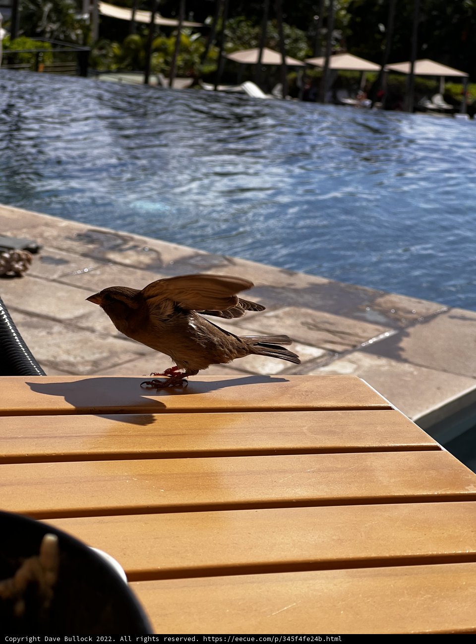 Tableside Visitor