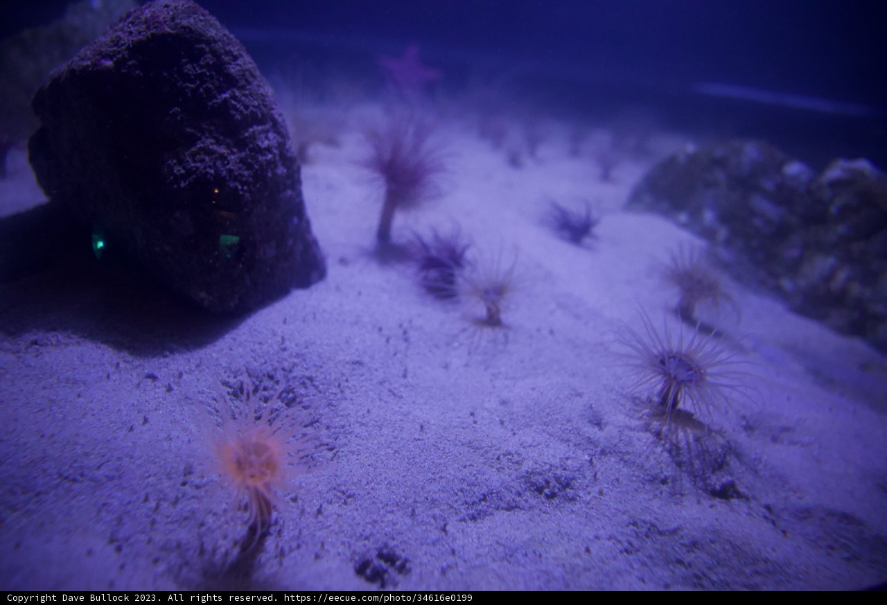 Spectacular Underwater Ecosystem: Monterey Bay Aquarium, 2023