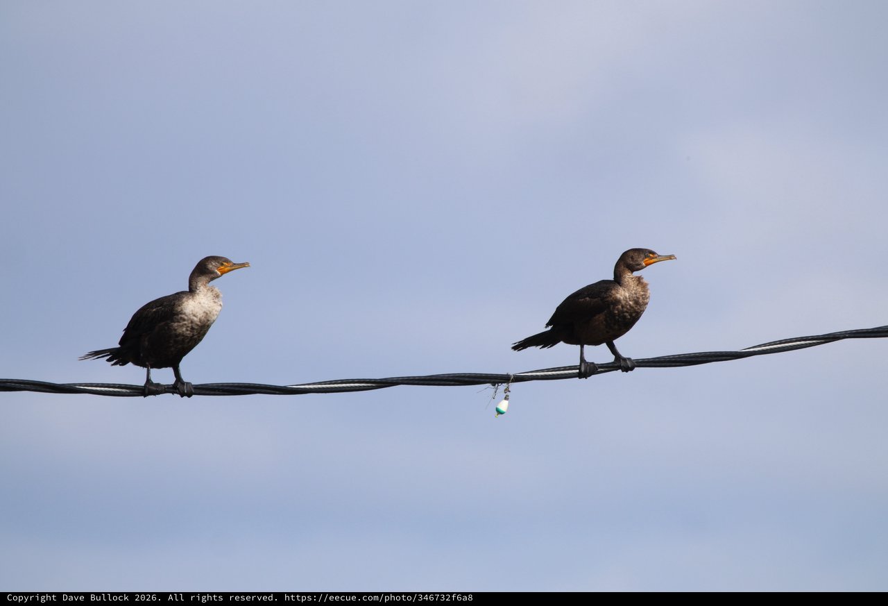 Two Juvenile Cormorants Perched on Wire at Dusk