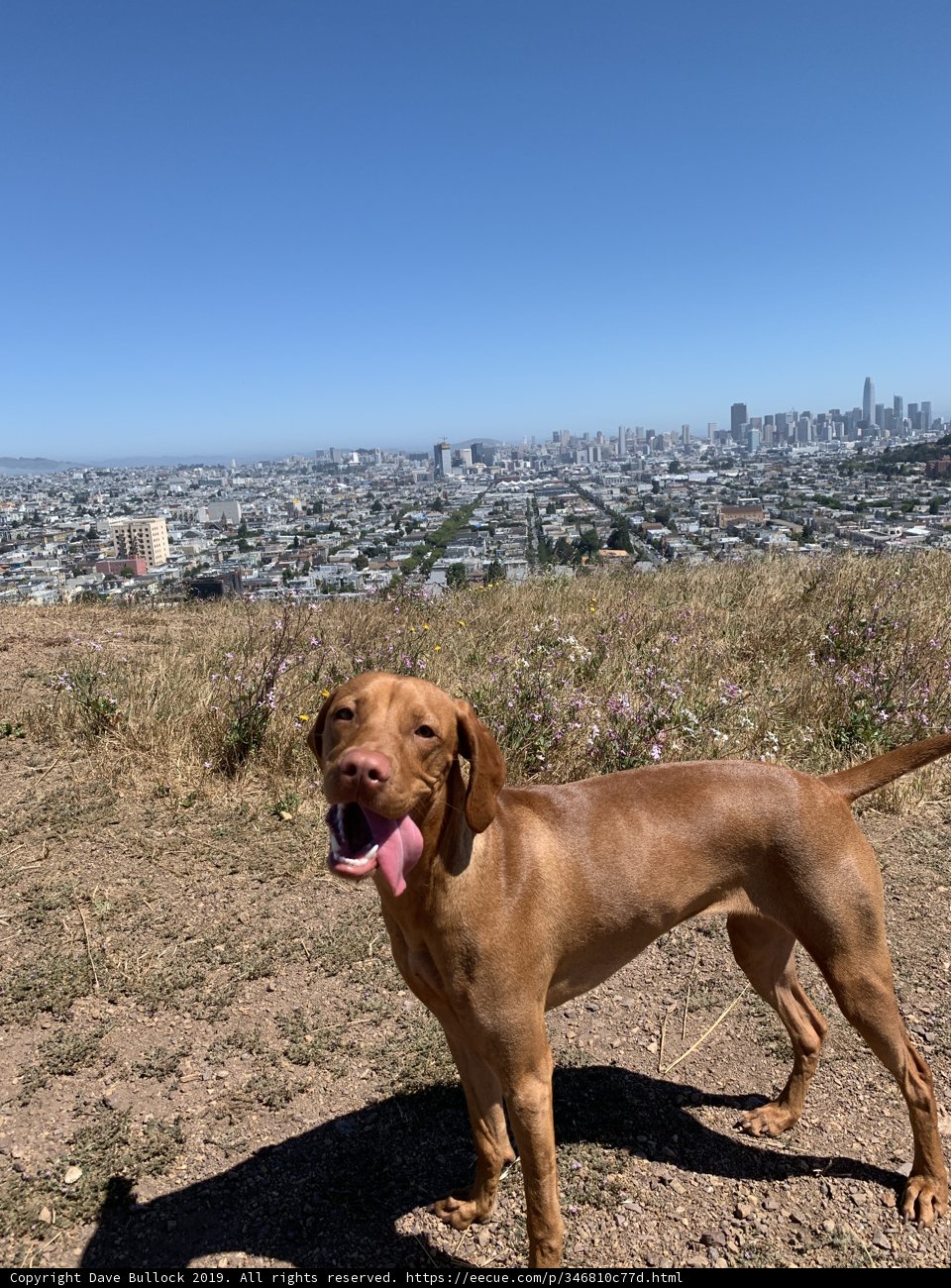 Vizsla overlooking the Metropolis