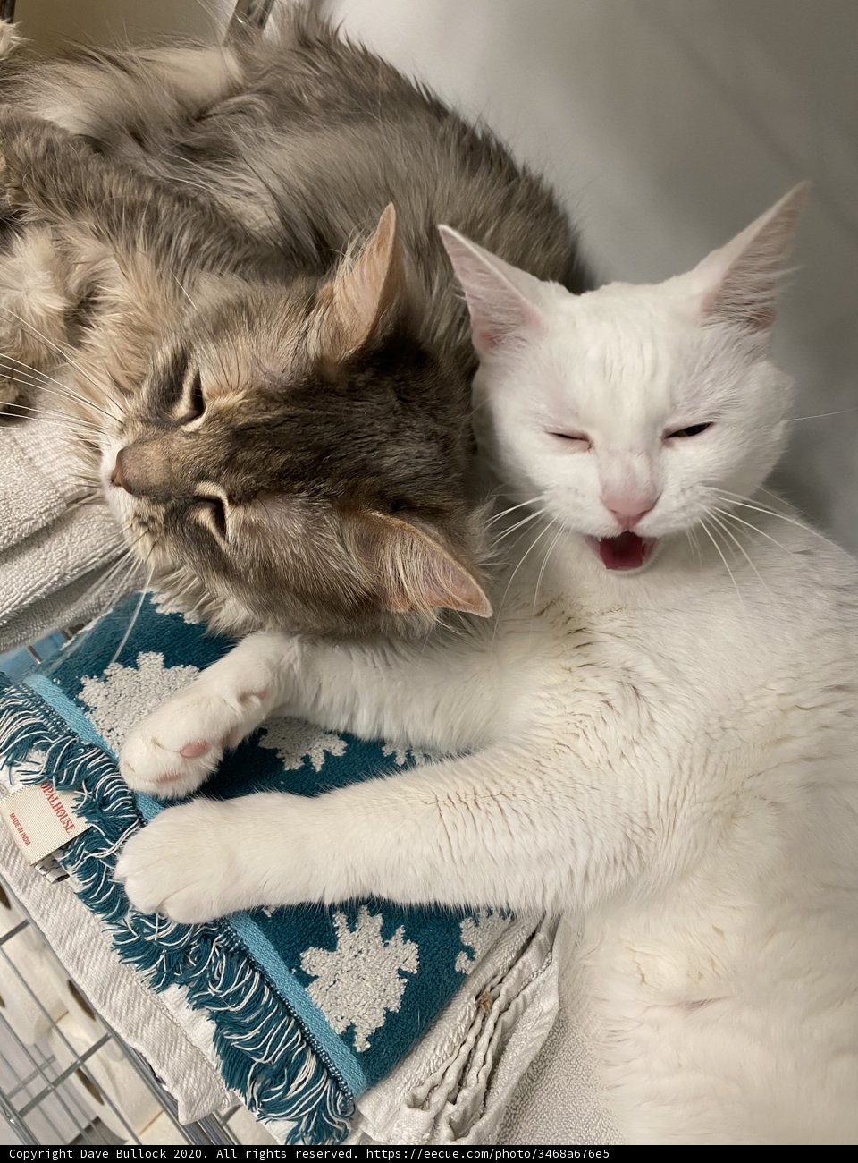 Feline Friends