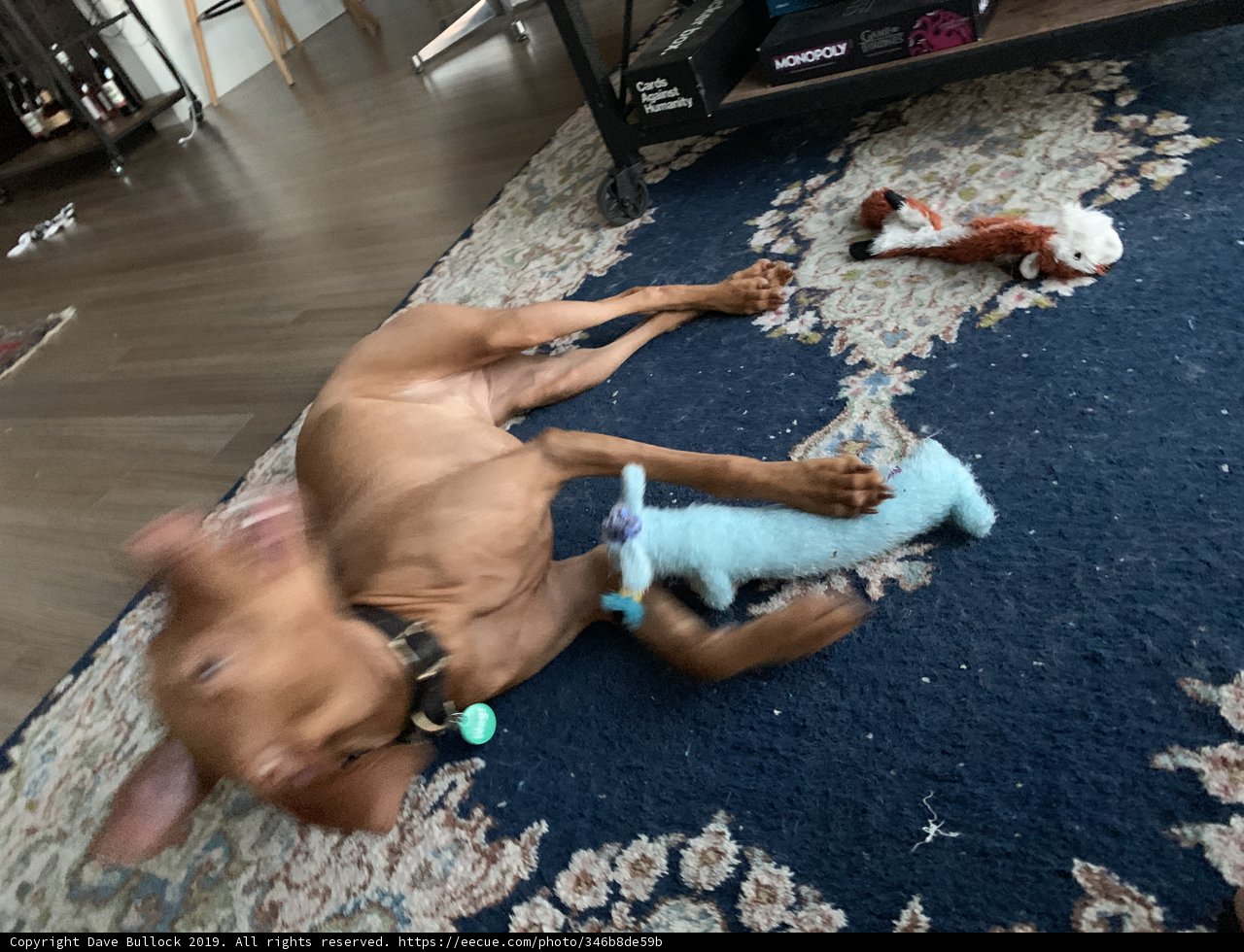 Playtime on the Hardwood Floor