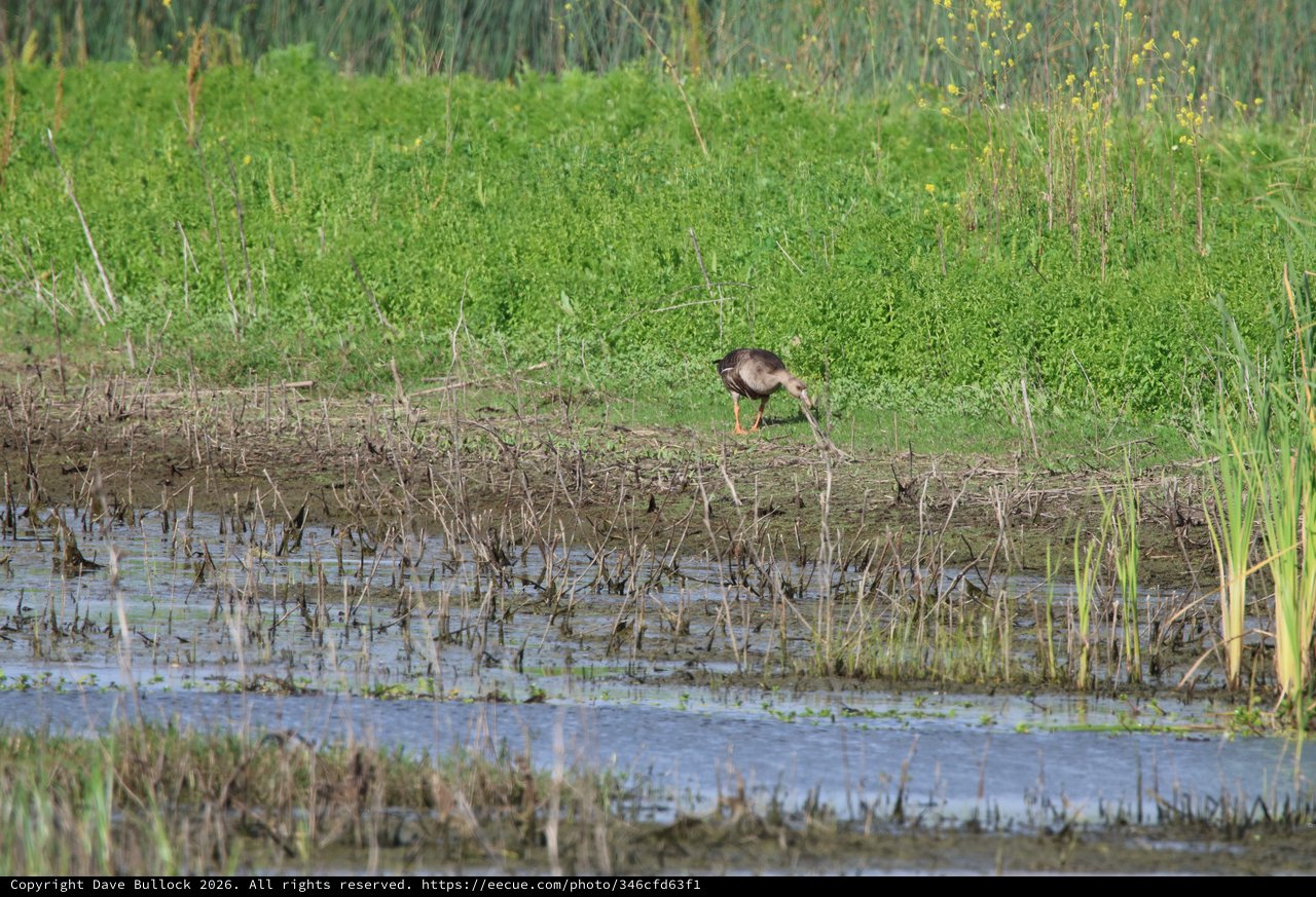 Juvenile White-faced Ibis Foraging in Wetland Habitat