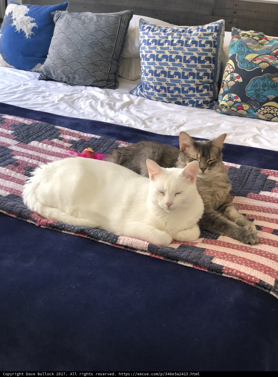 Cozy cats take a nap