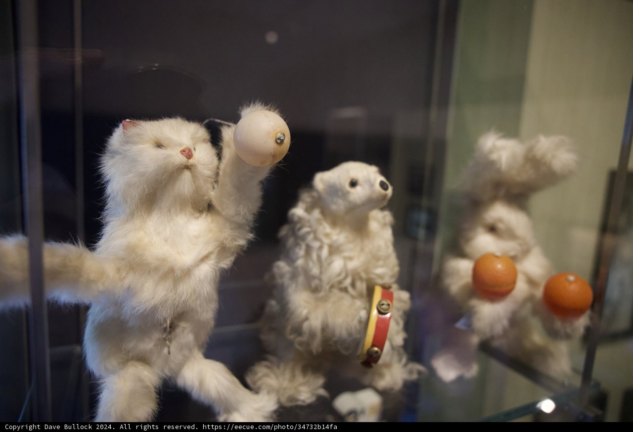 Playful Paws at Walt Disney Family Museum