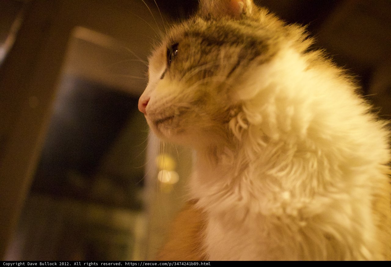 Feline Gaze
