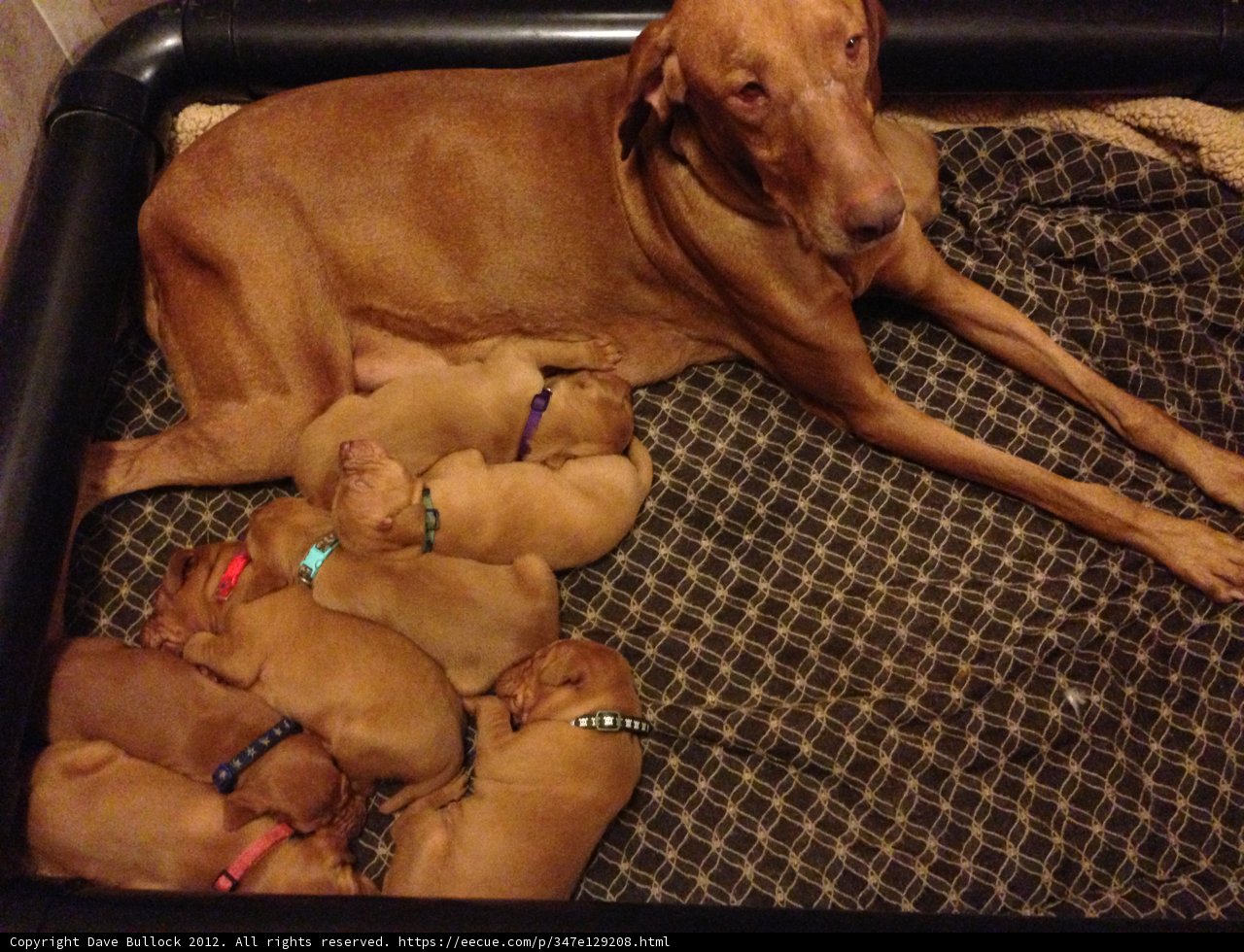 A cozy bed for seven pups