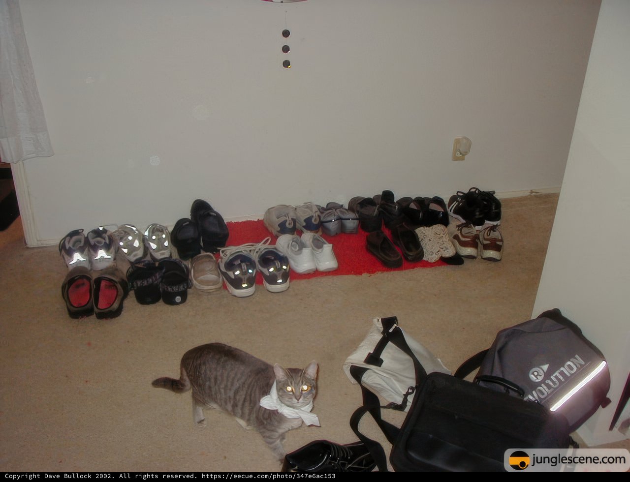 Feline Footwear Fiend