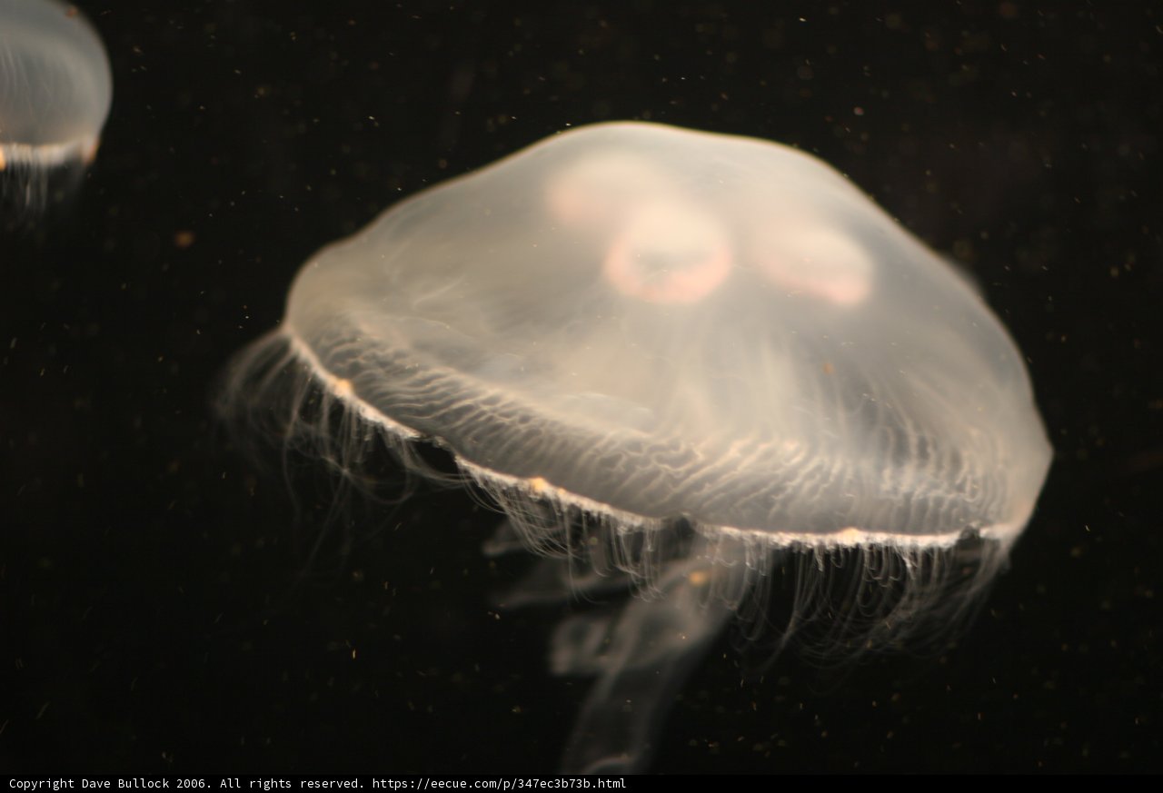 Underwater Magic