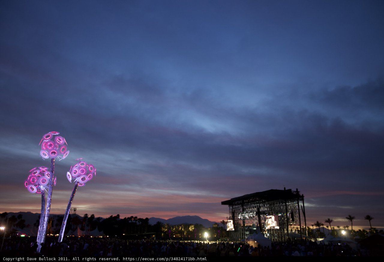 Blooming under the Night Sky