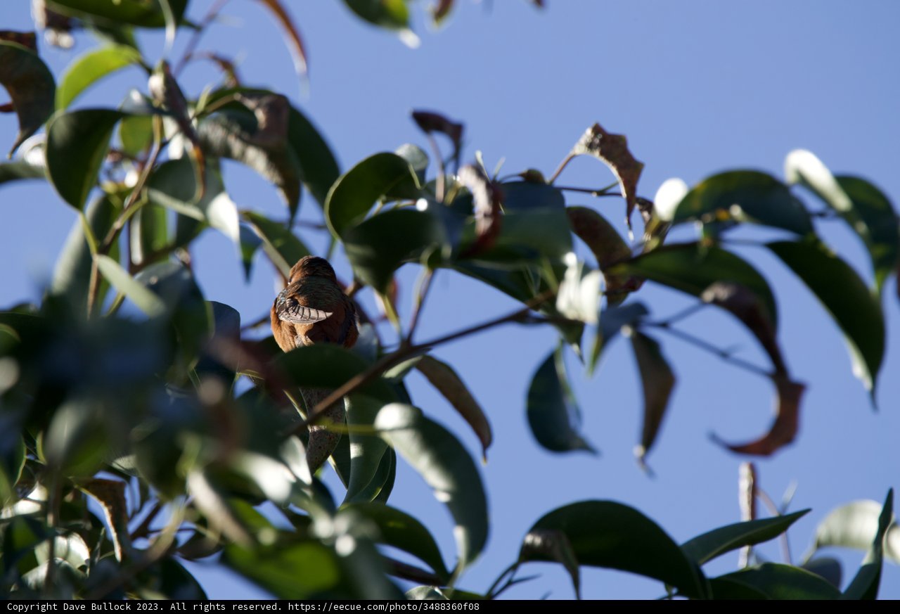 Serene Morning in El Sereno, 2023