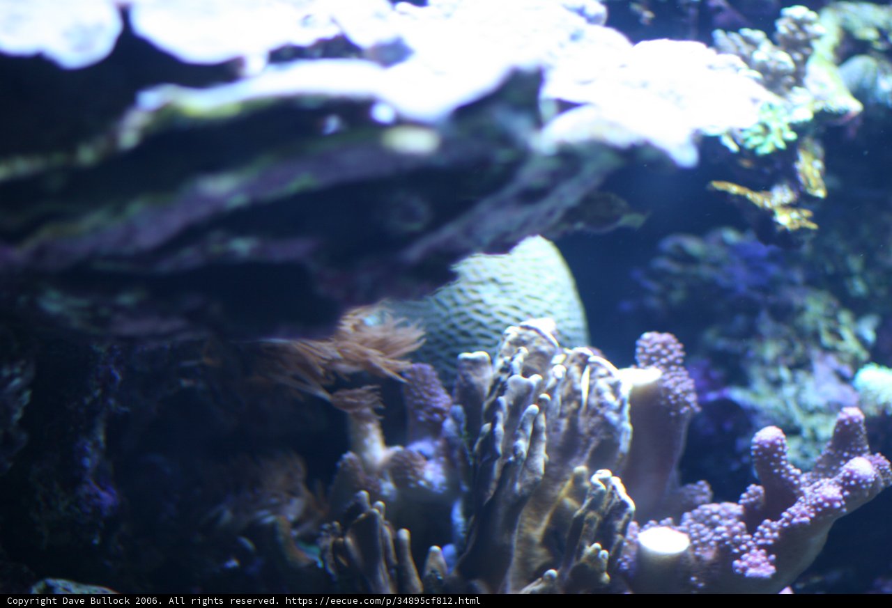 Life in the Coral Reef